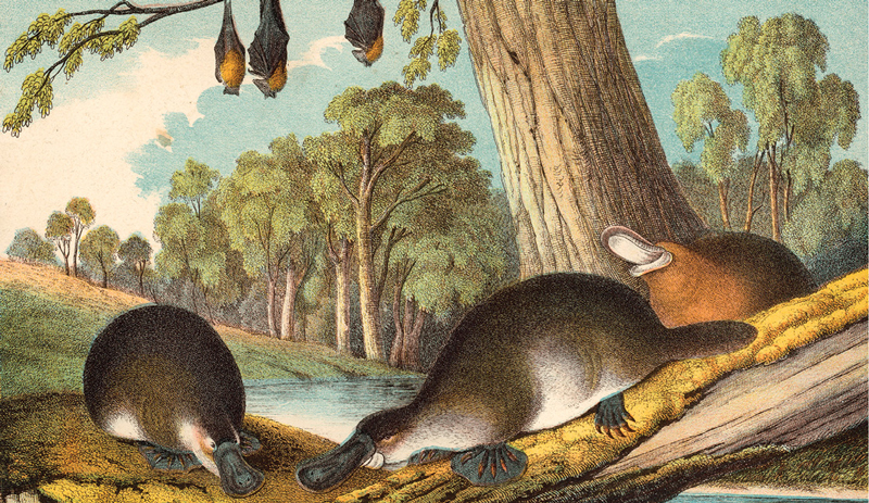 Illustration of 3 platypus sunbaking underneath a tree where 3 bats are hanging next to a watering hole.