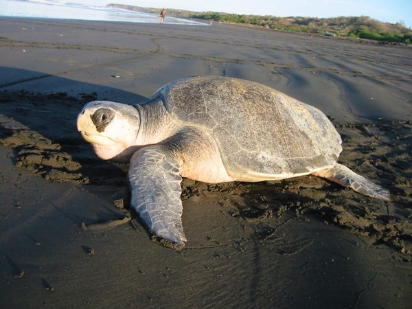 A sea turtle making her way back into the ocean after laying her eggs in the sand on a beach.