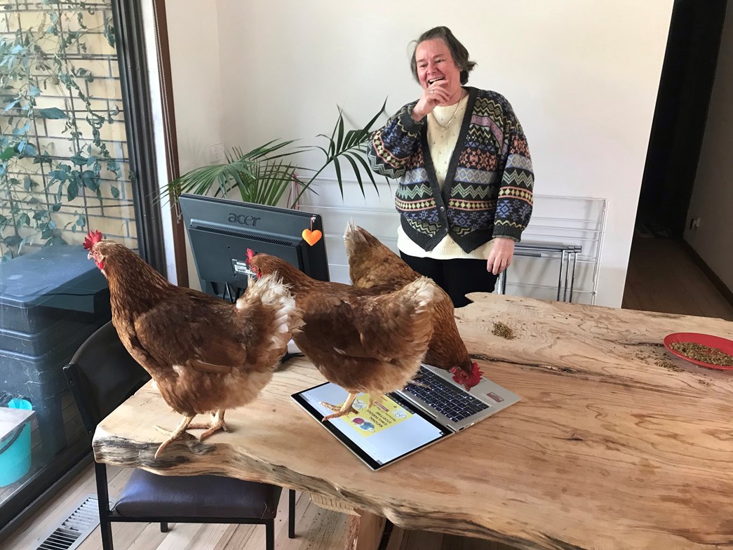 Renate Beilharz laughing as three chickens stand on laptop and walk across table.